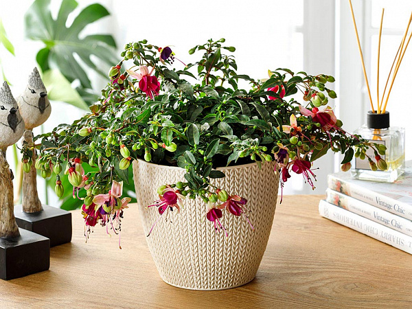 Braiding Flower pot 2.5 L