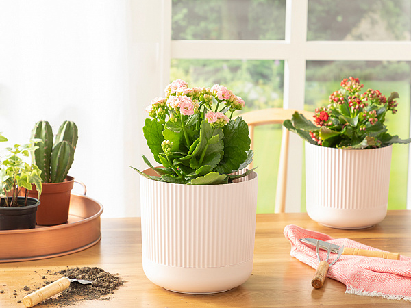 Bloom Flower pot 18х18х16 cm