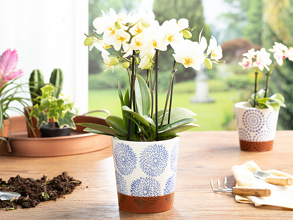 Circle Flower pot 13.2х13.2х14 cm
