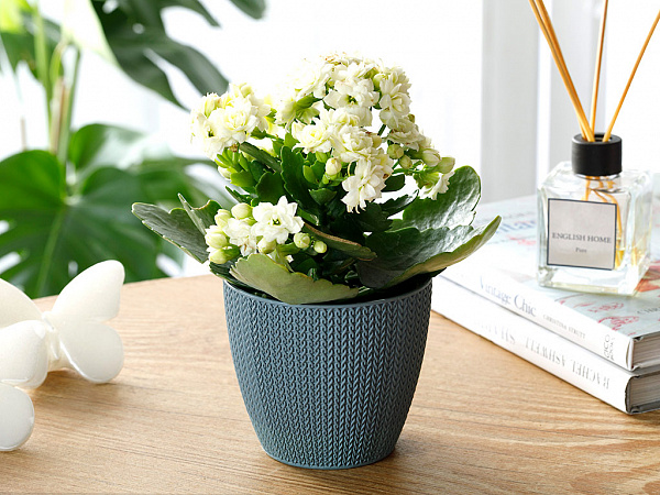 Braiding Flower pot 0.5 L